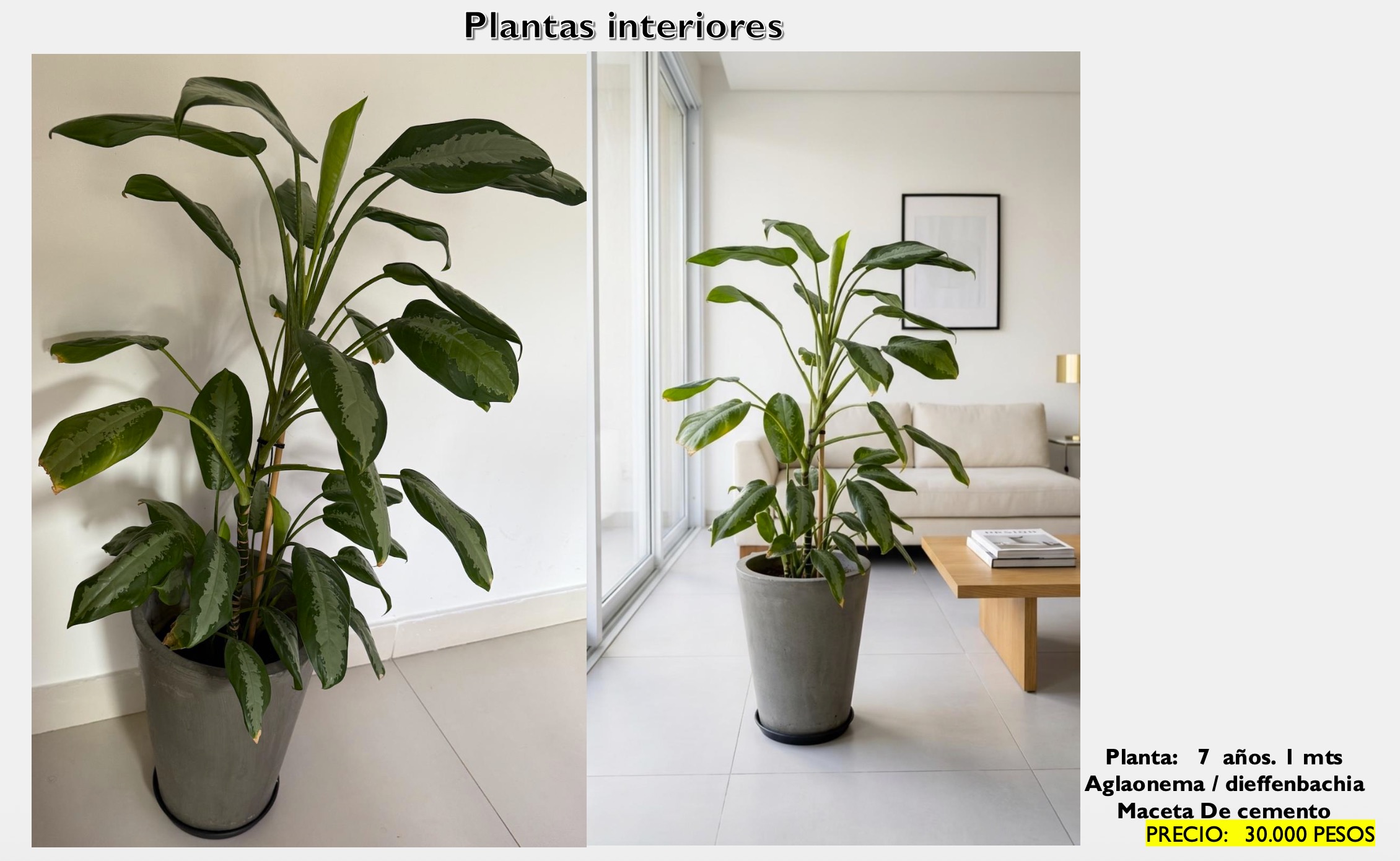 Aglaonema / Dieffenbachia