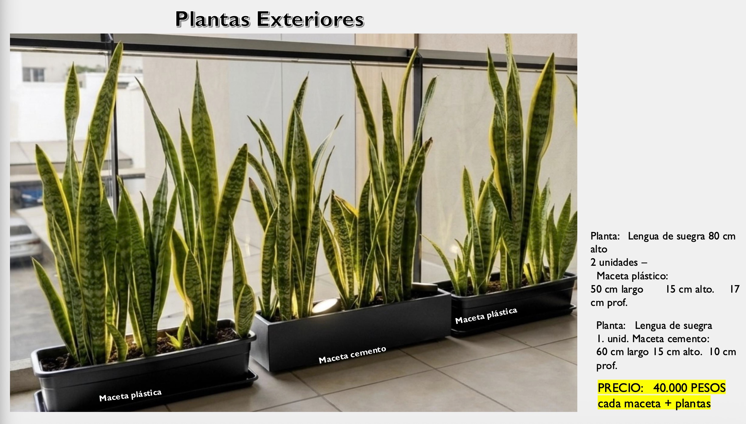 Lengua de Suegra — Jardineras