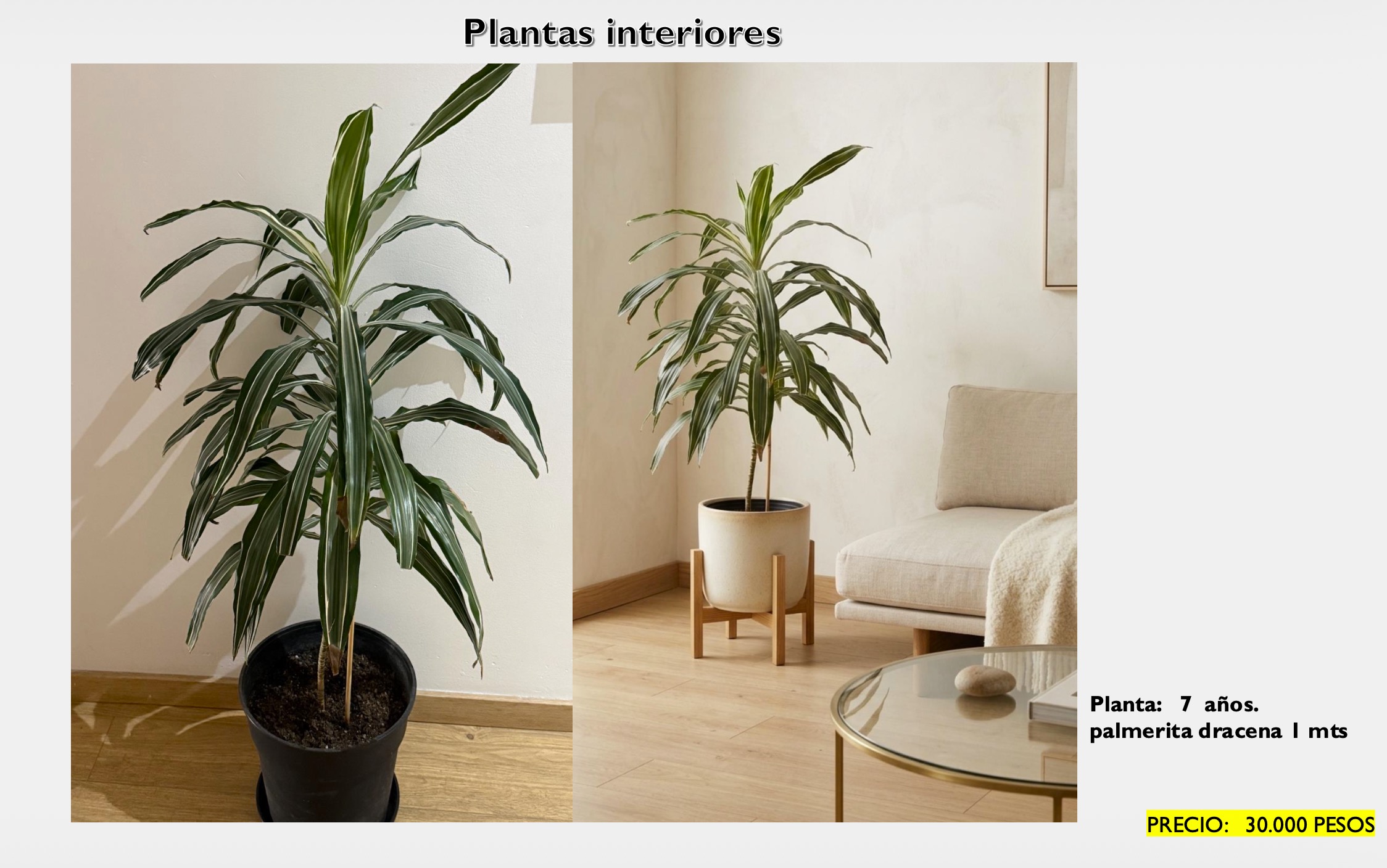 Palmerita Dracena